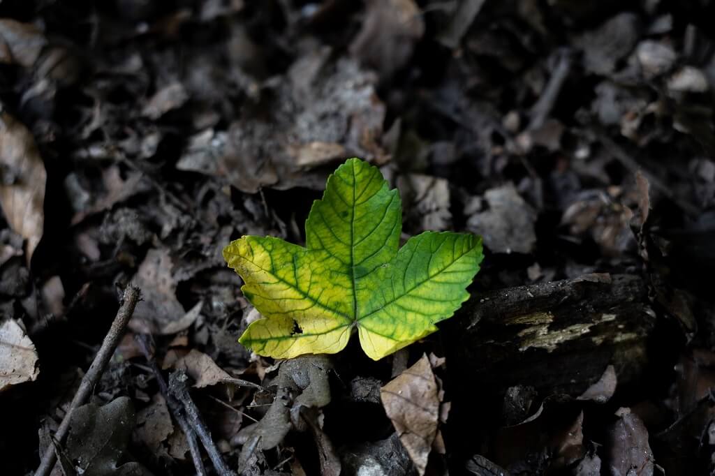 People perish without vision. A vibrant colorful green leaf stands out against dark leaves in the background.