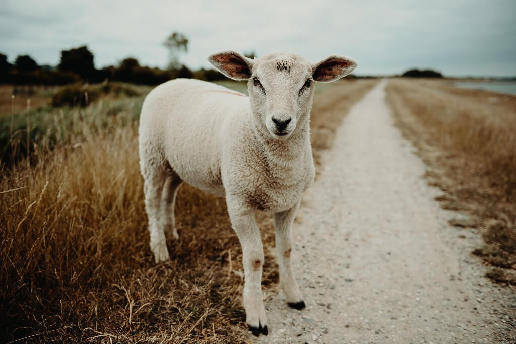 A photo of  a lamb, alone on a pathway leading into the distance, depicts a loner.