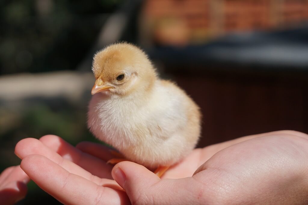 New life shows in the photo of a person's hand holding up a lovely newborn chick 