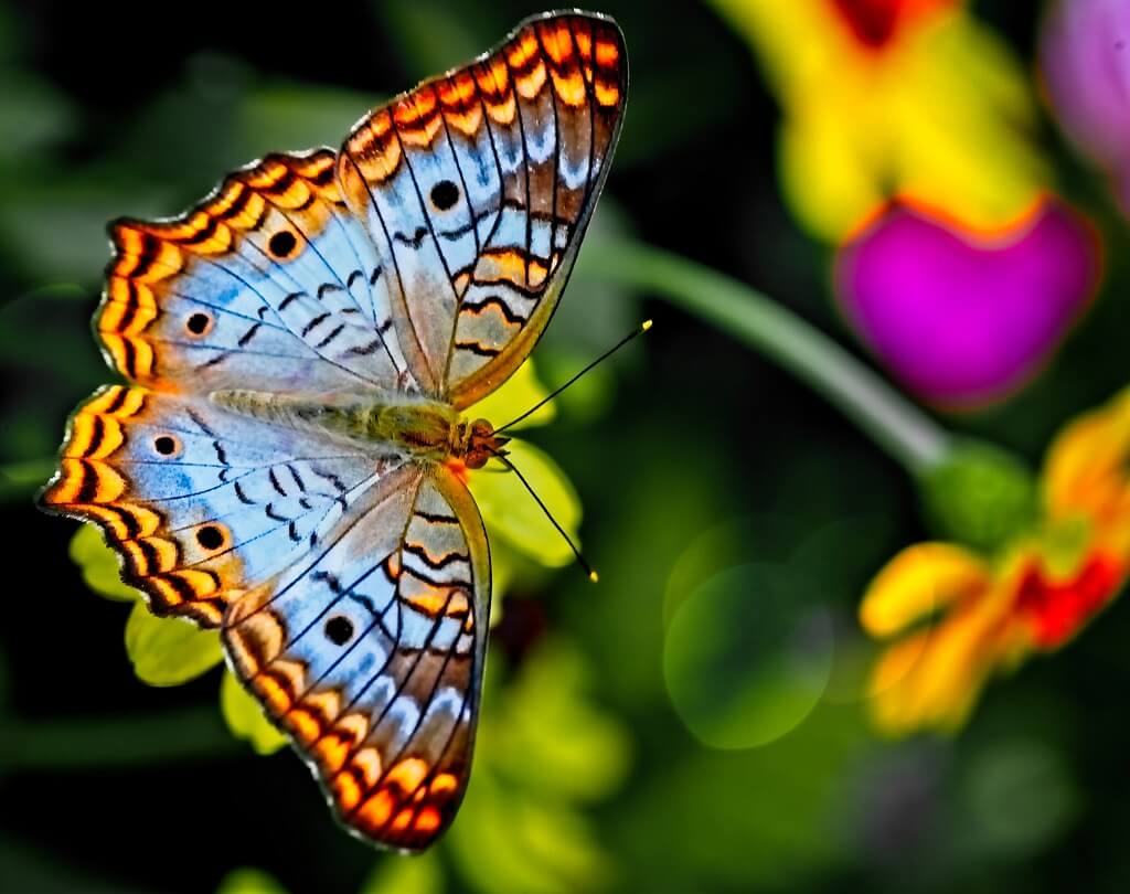 Photo shows a pale blue gentle butterfly hovering near a flower that is bent over. 
