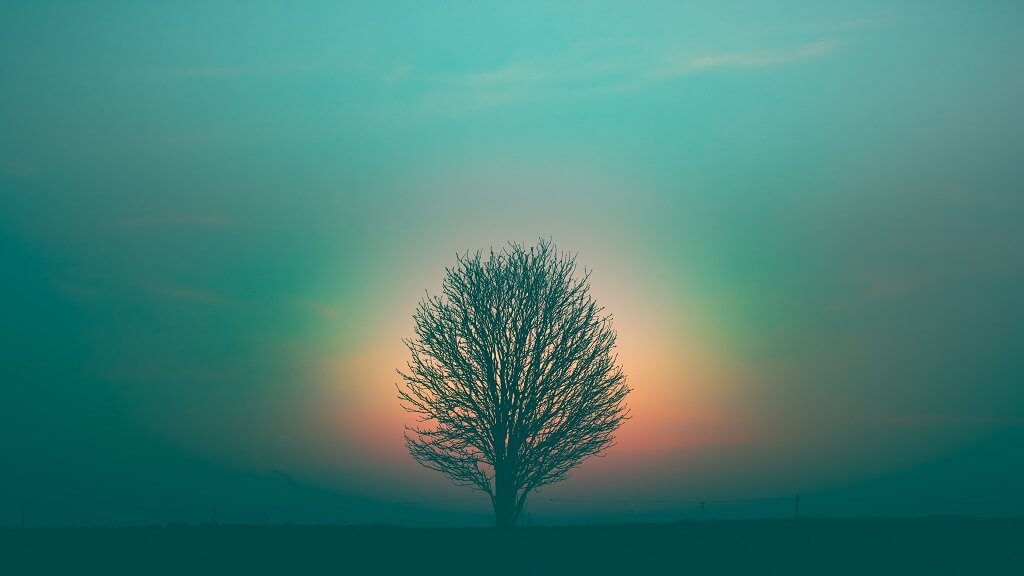 The photo shows a leafless tree at dusk and represents the emptiness of feeling discouraged. The tree is surrounded by a soft purple sky, with a luminous glow coming through the branches. 