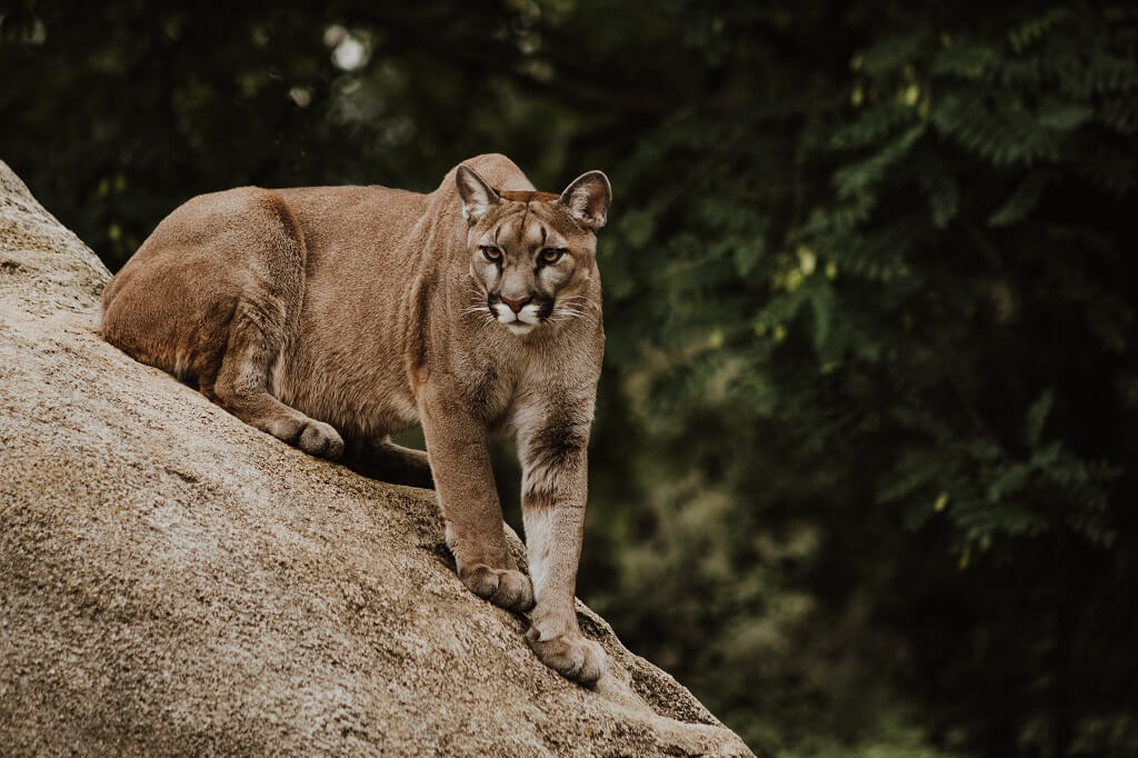 The cougar shows us how to win a fight as he crouches on a sloping brown rock, ready to spring forward,
his eyes focused intently as he stares down a potential threat.